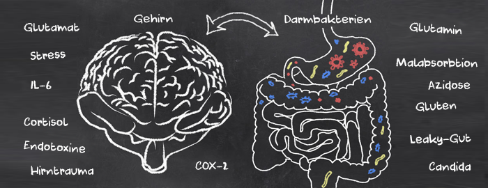 Darm Gehirn Achse